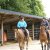 LES CAVALIERS DE L'ELEVAGE DU LOIR
