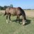 LES CHEVAUX DE CLUB