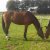 LES CHEVAUX DE CLUB