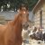 LES CHEVAUX DE CLUB