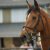 LES CHEVAUX DE CLUB