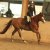 LES CHEVAUX DE KARINE