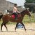 LES CHEVAUX DE PROPRIETAIRES