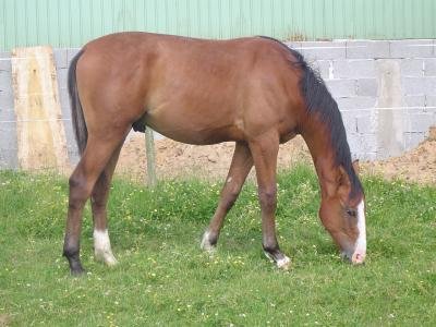 Tenor du Loir