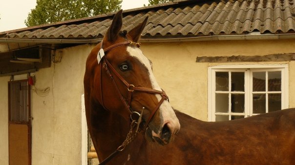 Tiamo du Loir