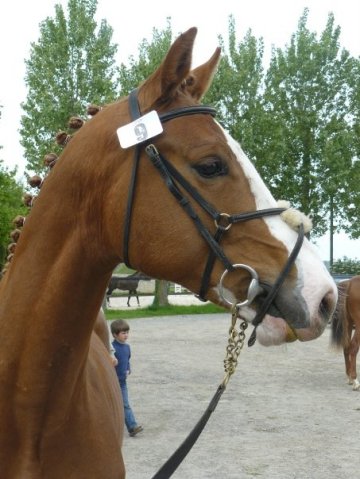 Timorack du Loir