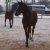 LES CHEVAUX DANS LA NEIGE