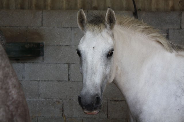 Pomme de la Licorne