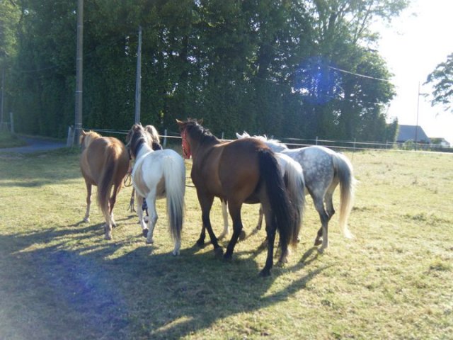 Nos poneys