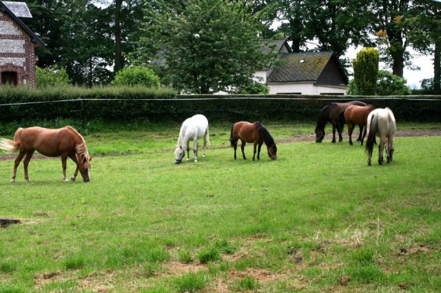 NOS PONEYS EN PATURE