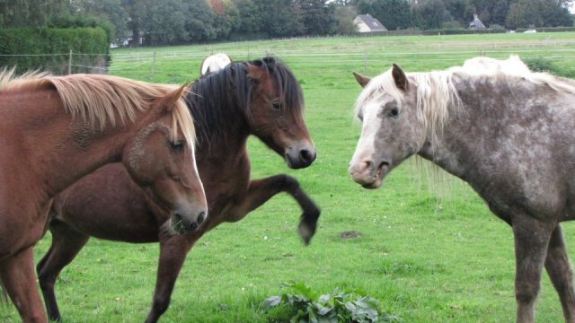 Nos poneys s'amusent