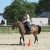 LES PONEYS DE CLUB