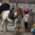 LES PONEYS DE CLUB