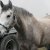 LES PONEYS DE CLUB
