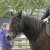 LES CHEVAUX DE PROPRIETAIRES