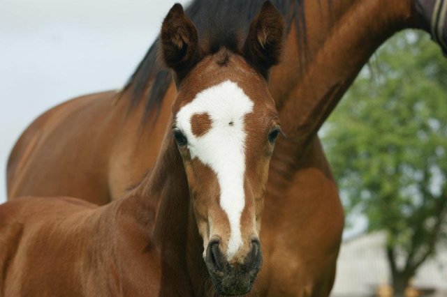 Corado du Loir