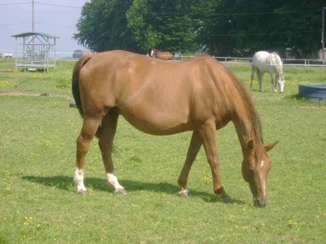 Infante de Rampan